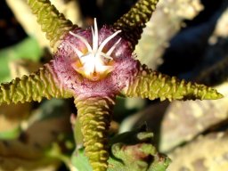 Stapelia flavopurpurea coronas in the flower centre