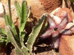 Stapelia gettliffei