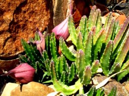 Stapelia gigantea buds