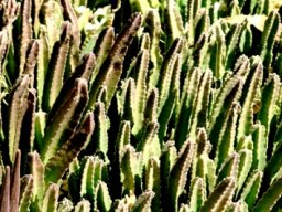 Stapelia gigantea follicles