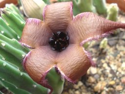 Stapelia pillansii flower and bud