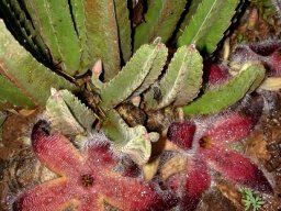 Stapelia grandiflora var. grandiflora