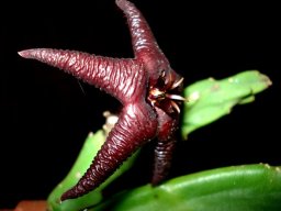 Stapelia hirsuta var. baylissii flower