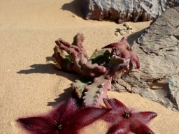 Stapelia hirsuta var. gariepensis