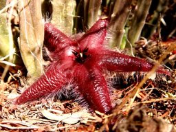 Stapelia hirsuta var. vetula