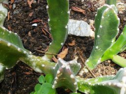 Stapelia kwebensis