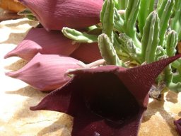 Stapelia leendertziae