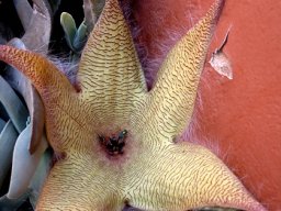 Stapelia gigantea and its pollinators