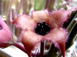 Stapelia pillansii dark coronas