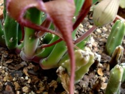 Stapelia pillansii