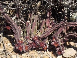 Stapelia rufa flowers