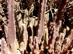 Stapelia rufa