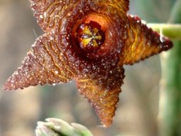 Stapelia similis flower
