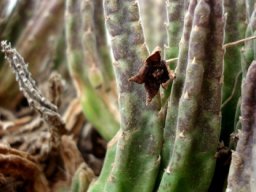 Stapelia similis