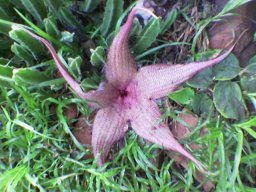 Stapelia gigantea