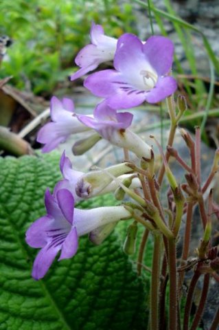 Streptocarpus cyaneus subsp. cyaneus