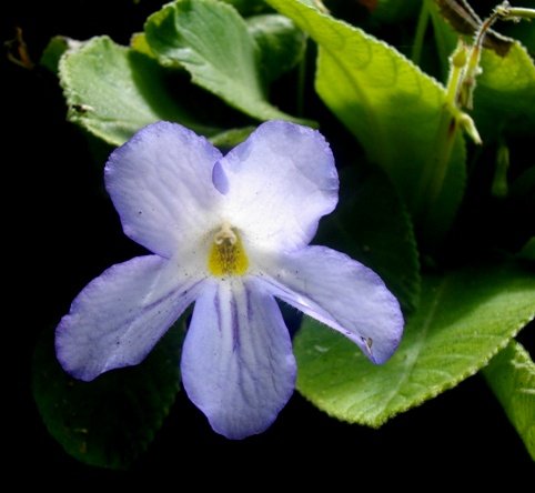 Streptocarpus formosus