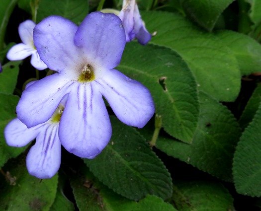 Streptocarpus