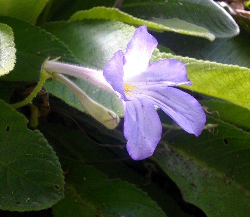 Streptocarpus formosus bud and flower