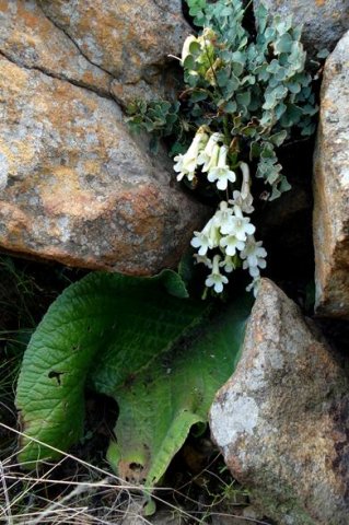 Streptocarpus vandeleurii