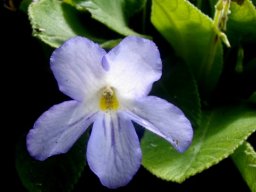 Streptocarpus formosus