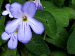 Streptocarpus