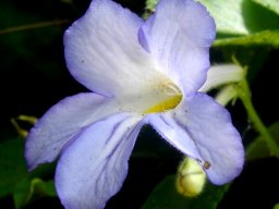 Streptocarpus formosus flower