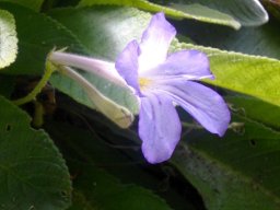Streptocarpus formosus bud and flower