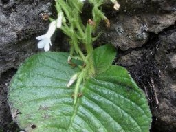 Streptocarpus pusillus