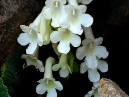Streptocarpus vandeleurii flowers