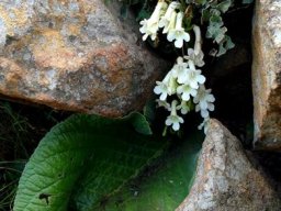 Streptocarpus vandeleurii