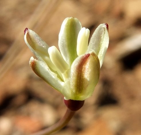 Strumaria gemmata making an entrance