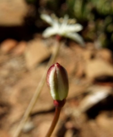 Strumaria gemmata playing peekaboo