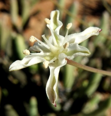 Strumaria gemmata flower