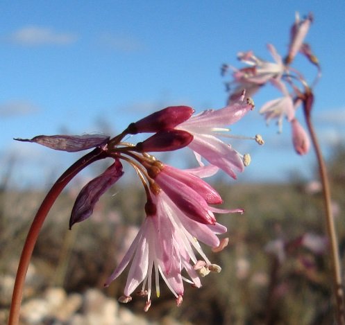 Strumaria truncata inflorescence