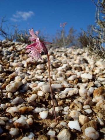Strumaria truncata