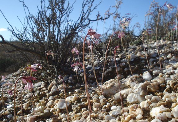 Strumaria truncata taking on the stones