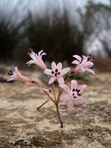 Strumaria watermeyeri subsp. watermeyeri