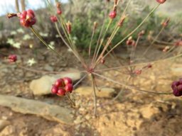 Strumaria gemmata fruit