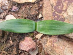 Strumaria gemmata leaves