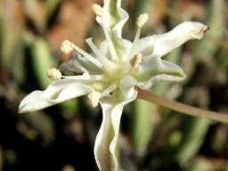 Strumaria gemmata flower