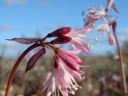 Strumaria truncata inflorescence