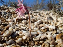 Strumaria truncata