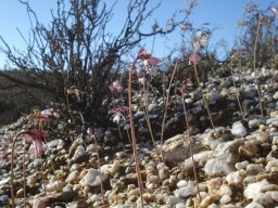 Strumaria truncata taking on the stones