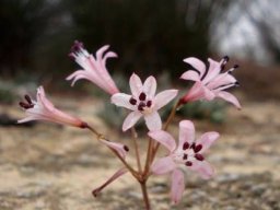 Strumaria watermeyeri subsp. watermeyeri