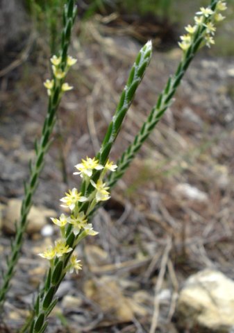 Struthiola ciliata leaves