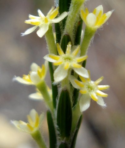 Struthiola ciliata flower spike