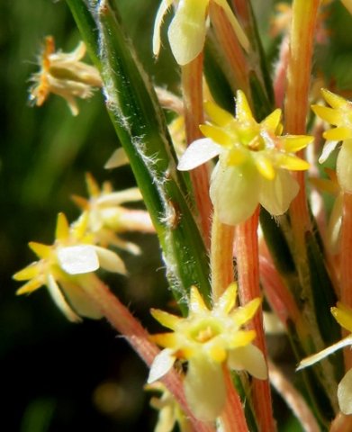 Struthiola ciliata striped tubes