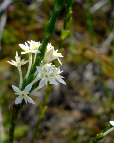 Struthiola dodecandra leaves