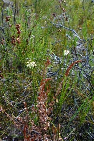 Struthiola dodecandra